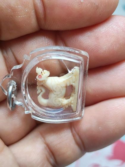 สิงห์คอม้า2ขวัญหลวงพ่อมุ่ยวัดดอนไร่ รูปที่ 8