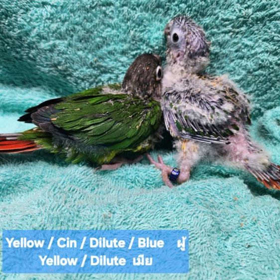 สปิทไดรูท  สปิทบลู รูปที่ 3