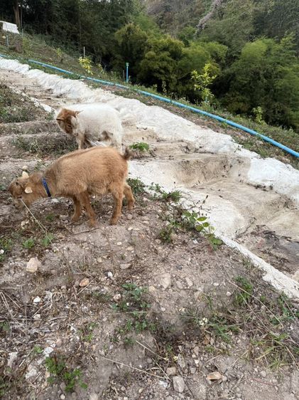 แพะปิ๊กมี่ รูปที่ 2