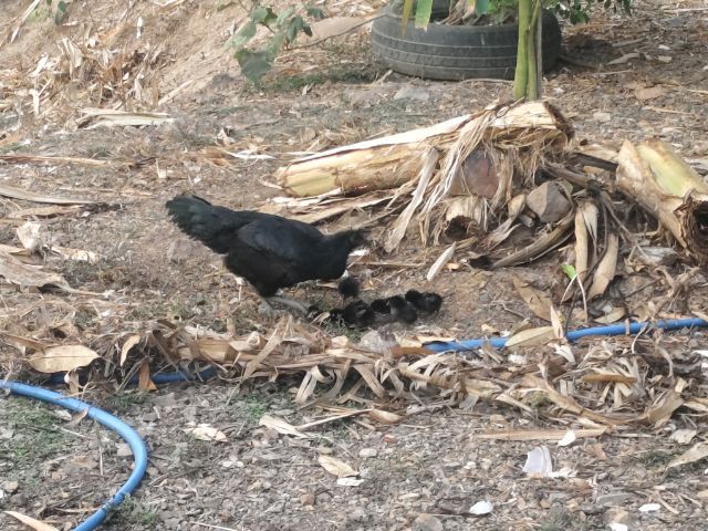 ขายไก่ประดู่หางดำ มข.55 เจ้าของเลิกเลี้ยง รูปที่ 3