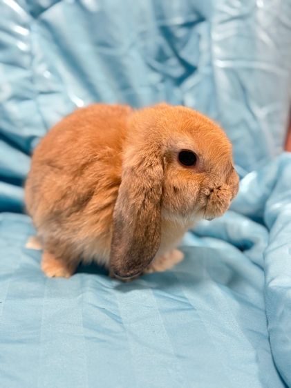 กระต่าย รูปที่ 2