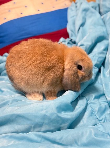 กระต่าย รูปที่ 7