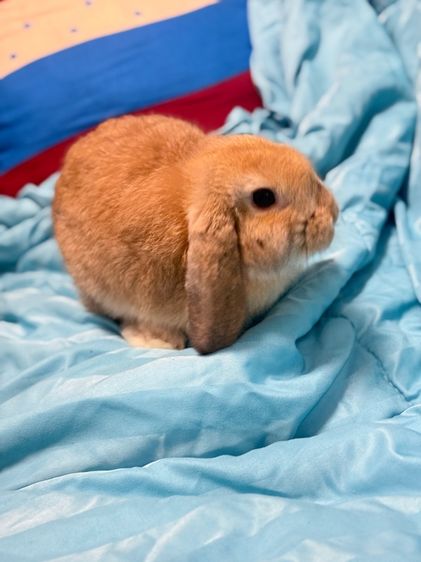 กระต่าย รูปที่ 6