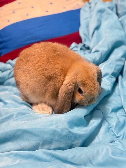 กระต่าย รูปที่ 8