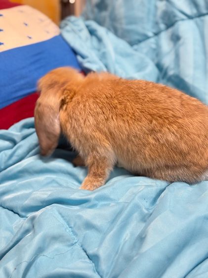 กระต่าย รูปที่ 3