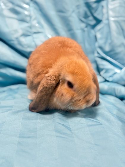 กระต่าย