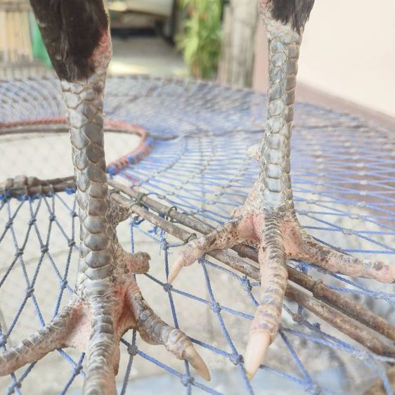 ไก่ชน รูปที่ 2