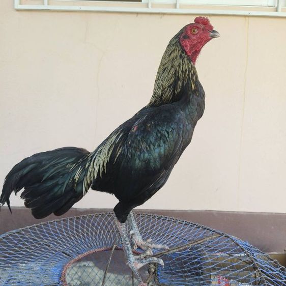 ไก่ชน