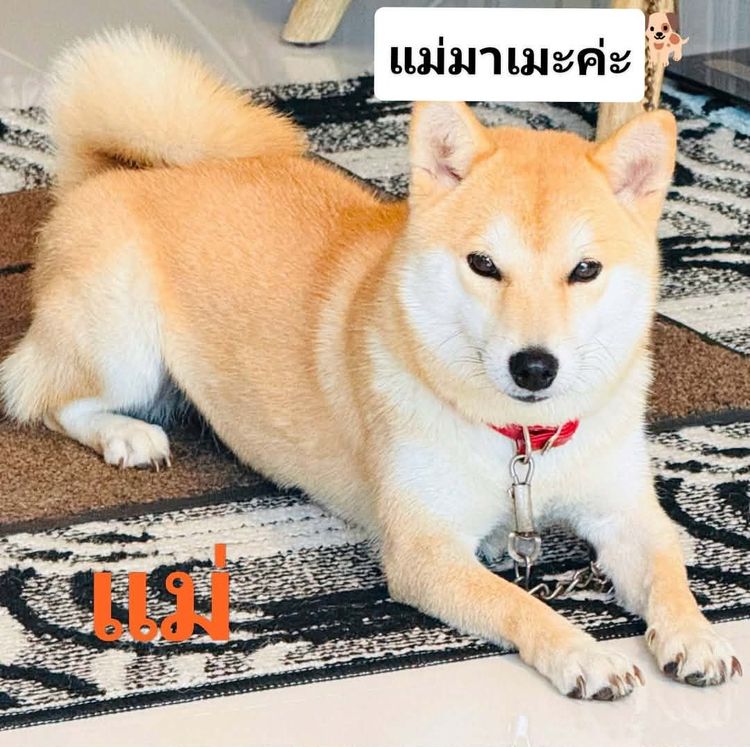น้องชิบะ เพศผู้ หาบ้าน 2 ตัวค่ะ พันธุ์แท้ แม่มีใบเพ็ดค่ะ (แม่ชิบะมาเมะ พ่อชิบะอินุ)  รูปที่ 2