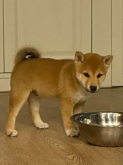 น้องชิบะ เพศผู้ หาบ้าน 2 ตัวค่ะ พันธุ์แท้ แม่มีใบเพ็ดค่ะ (แม่ชิบะมาเมะ พ่อชิบะอินุ)  รูปที่ 4