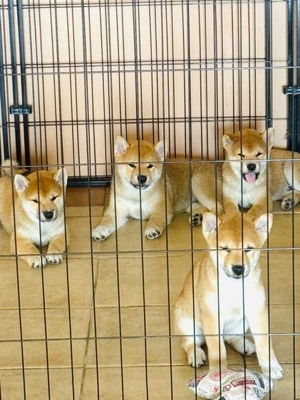 น้องชิบะ เพศผู้ หาบ้าน 2 ตัวค่ะ พันธุ์แท้ แม่มีใบเพ็ดค่ะ (แม่ชิบะมาเมะ พ่อชิบะอินุ) 