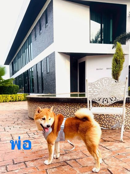 น้องชิบะ เพศผู้ หาบ้าน 2 ตัวค่ะ พันธุ์แท้ แม่มีใบเพ็ดค่ะ (แม่ชิบะมาเมะ พ่อชิบะอินุ)  รูปที่ 3