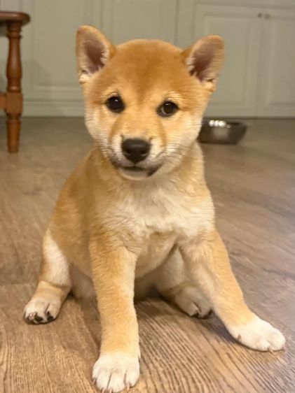 น้องชิบะ เพศผู้ หาบ้าน 2 ตัวค่ะ พันธุ์แท้ แม่มีใบเพ็ดค่ะ (แม่ชิบะมาเมะ พ่อชิบะอินุ)  รูปที่ 5