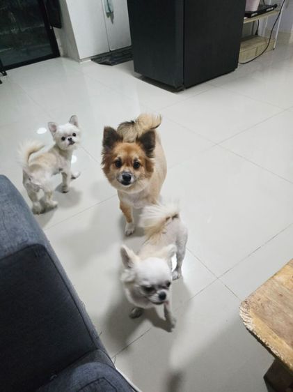 ขายในรูปทั้งหมดค่ะ รูปที่ 4