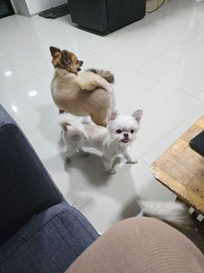 ขายในรูปทั้งหมดค่ะ รูปที่ 2