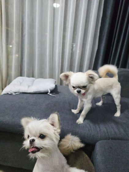 ขายในรูปทั้งหมดค่ะ รูปที่ 5