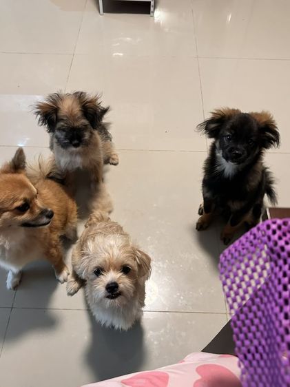 ขายในรูปทั้งหมดค่ะ รูปที่ 6