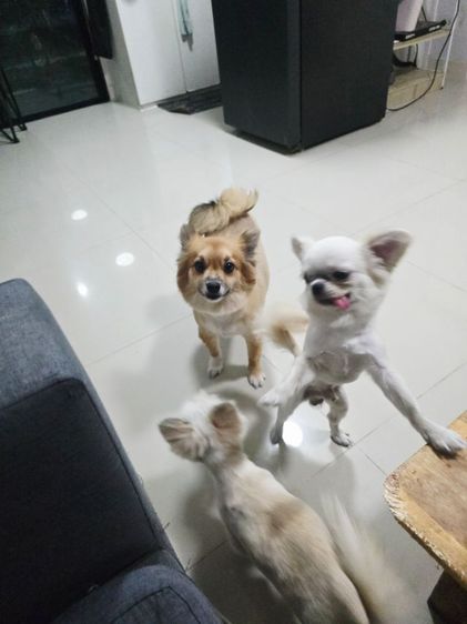 ขายในรูปทั้งหมดค่ะ รูปที่ 3