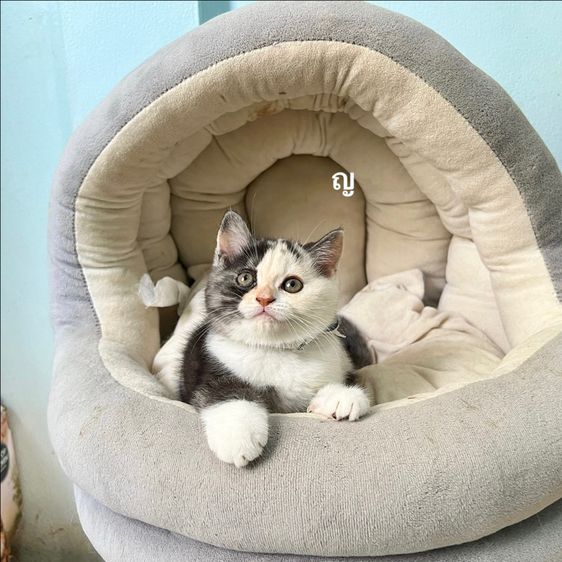 สก็อตติสโฟล รูปที่ 6