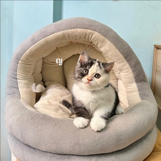 สก็อตติสโฟล รูปที่ 5