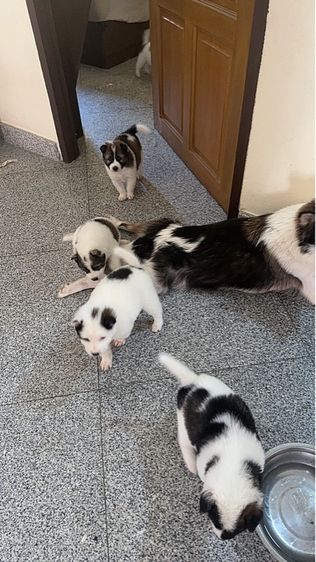 🌟 Beautiful Thai Bangkaew Puppies for Sale in Pattaya 🌟  รูปที่ 7