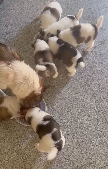 🌟 Beautiful Thai Bangkaew Puppies for Sale in Pattaya 🌟  รูปที่ 3