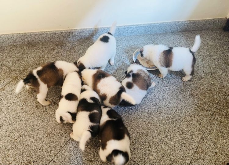 🌟 Beautiful Thai Bangkaew Puppies for Sale in Pattaya 🌟 