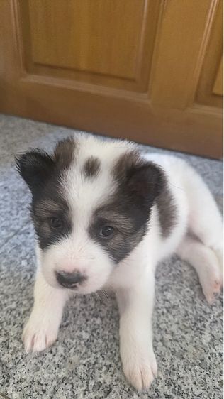 🌟 Beautiful Thai Bangkaew Puppies for Sale in Pattaya 🌟  รูปที่ 6