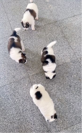 🌟 Beautiful Thai Bangkaew Puppies for Sale in Pattaya 🌟  รูปที่ 5