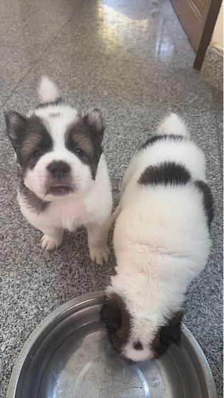 🌟 Beautiful Thai Bangkaew Puppies for Sale in Pattaya 🌟  รูปที่ 2