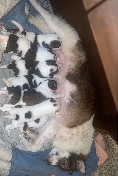 🌟 Beautiful Thai Bangkaew Puppies for Sale in Pattaya 🌟  รูปที่ 4