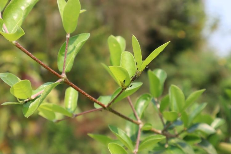 Canon Eos M50 mark ii พร้อมเลนส์ EF-M 15-45mm IS STM 24.1MP 4K สภาพสวยมากเหมือนได้มือ 1 รูปที่ 13