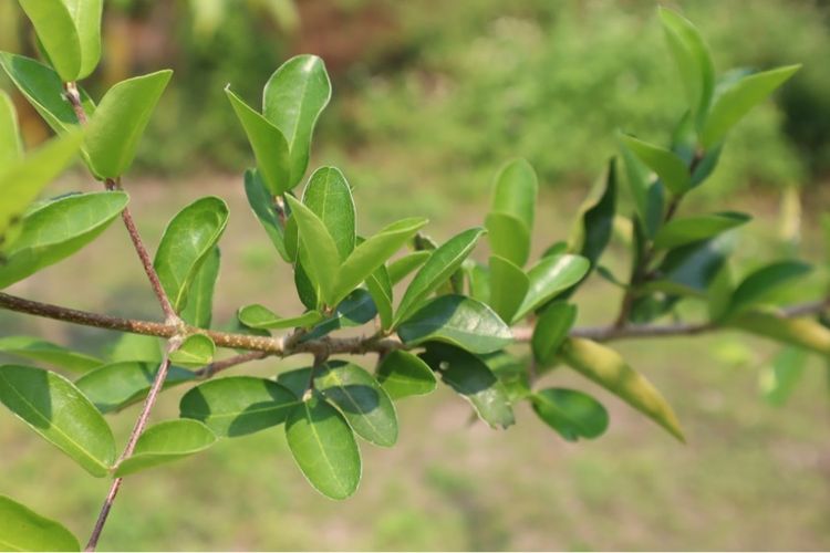 Canon Eos M50 mark ii พร้อมเลนส์ EF-M 15-45mm IS STM 24.1MP 4K สภาพสวยมากเหมือนได้มือ 1 รูปที่ 14