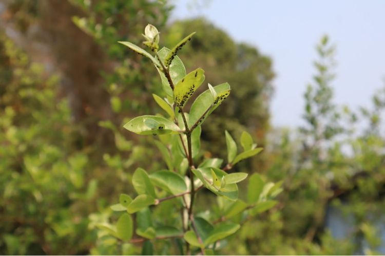 Canon Eos M50 mark ii พร้อมเลนส์ EF-M 15-45mm IS STM 24.1MP 4K สภาพสวยมากเหมือนได้มือ 1 รูปที่ 16