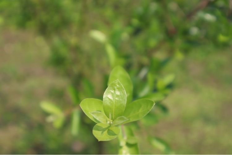 Canon Eos M50 mark ii พร้อมเลนส์ EF-M 15-45mm IS STM 24.1MP 4K สภาพสวยมากเหมือนได้มือ 1 รูปที่ 17