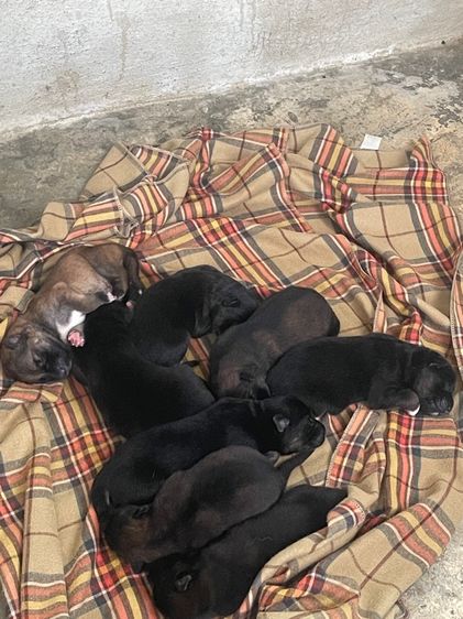 ลูกหมา รูปที่ 2