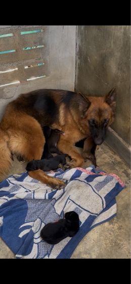 อื่นๆ เล็ก ลูกหมา