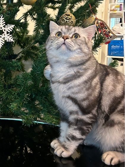 ขายลูกแมวสก็อตติช ชาย รูปที่ 13