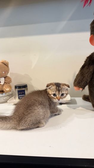 ขายลูกแมวสก็อตติช ชาย รูปที่ 4