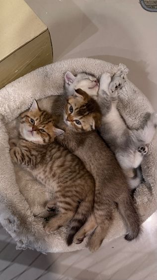 ขายลูกแมวสก็อตติช ชาย รูปที่ 9