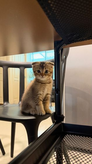 สก็อตติช โฟลด์ (Scottish Fold) ขายลูกแมวสก็อตติช ชาย