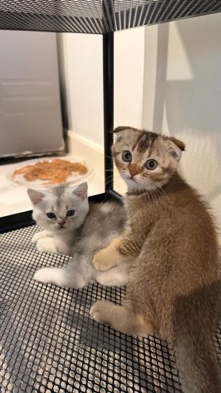 ขายลูกแมวสก็อตติช ชาย รูปที่ 6