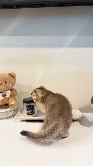 ขายลูกแมวสก็อตติช ชาย รูปที่ 8