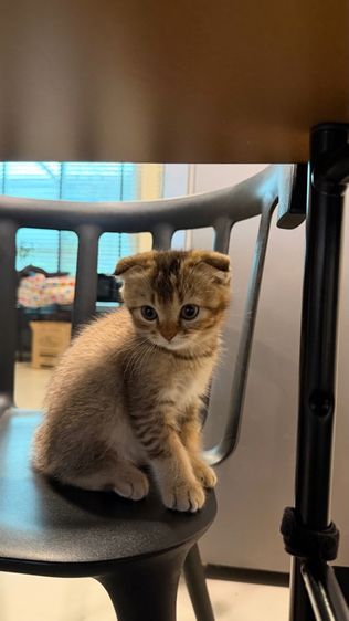 ขายลูกแมวสก็อตติช ชาย รูปที่ 3