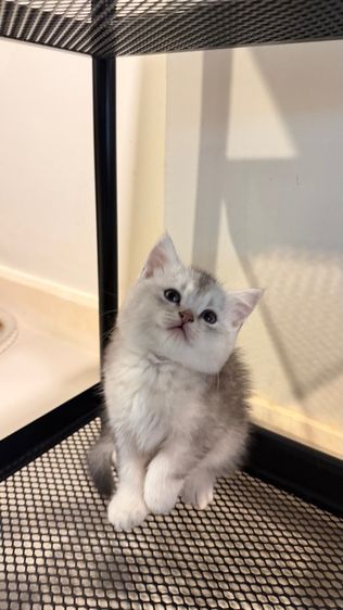 ขายลูกแมวสก็อตติช เพศชาย รูปที่ 7