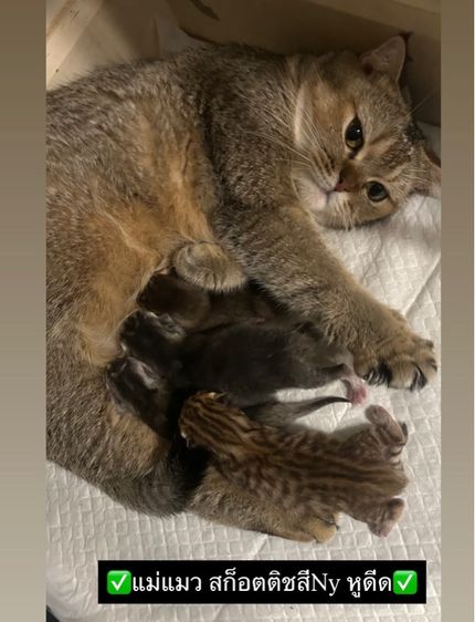 ขายลูกแมวสก็อตติช เพศชาย รูปที่ 12