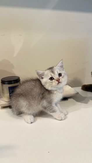 ขายลูกแมวสก็อตติช เพศชาย รูปที่ 4