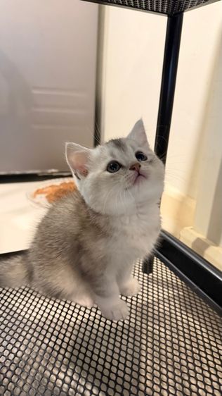 ขายลูกแมวสก็อตติช เพศชาย รูปที่ 5