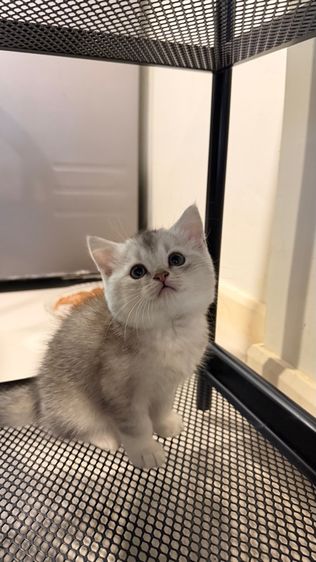 ขายลูกแมวสก็อตติช เพศชาย รูปที่ 6