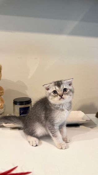 ขายลูกแมวสก็อตติช เพศหญิง รูปที่ 8